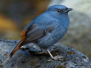  - Plumbeous Redstart