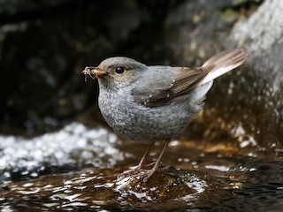  - Plumbeous Redstart