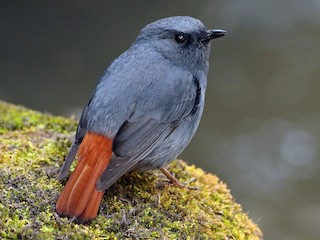 カワビタキ - eBird