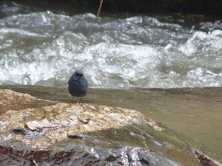  - Plumbeous Redstart
