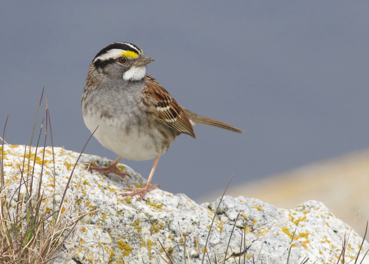 White-throated Sparrow - ML158484911
