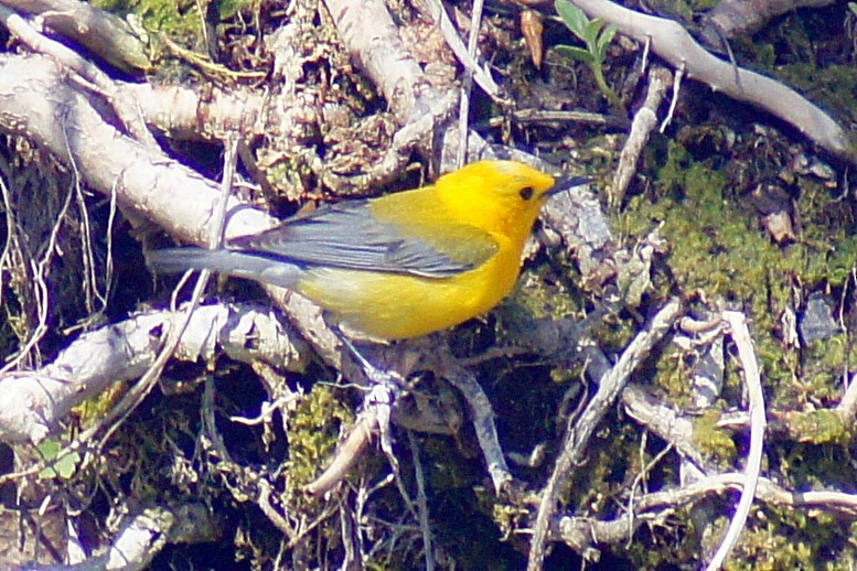 Prothonotary Warbler - ML158485681