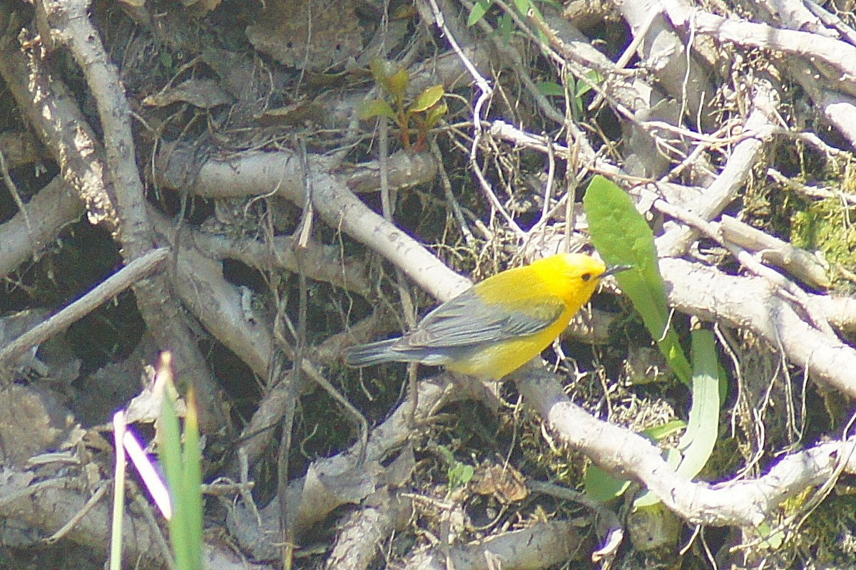 Prothonotary Warbler - Charles Lawrence