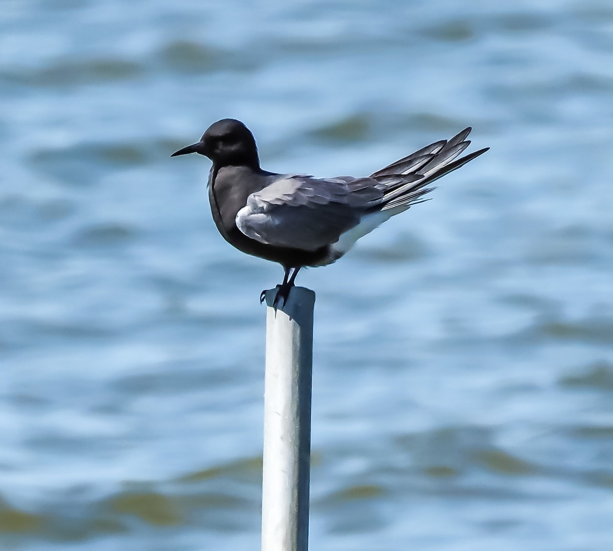 Black Tern - Dwayne Litteer