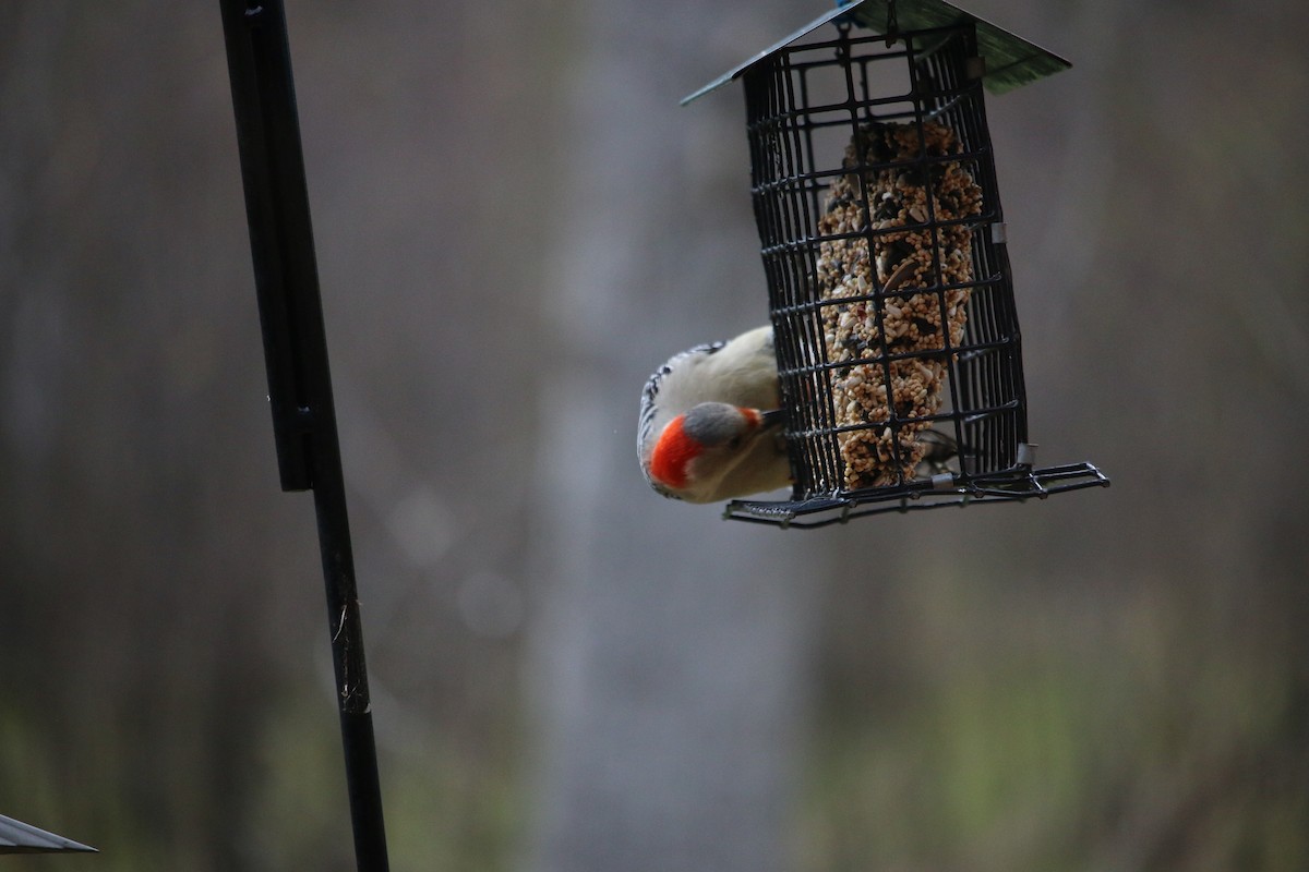 Red-bellied Woodpecker - Kathleen Stuby