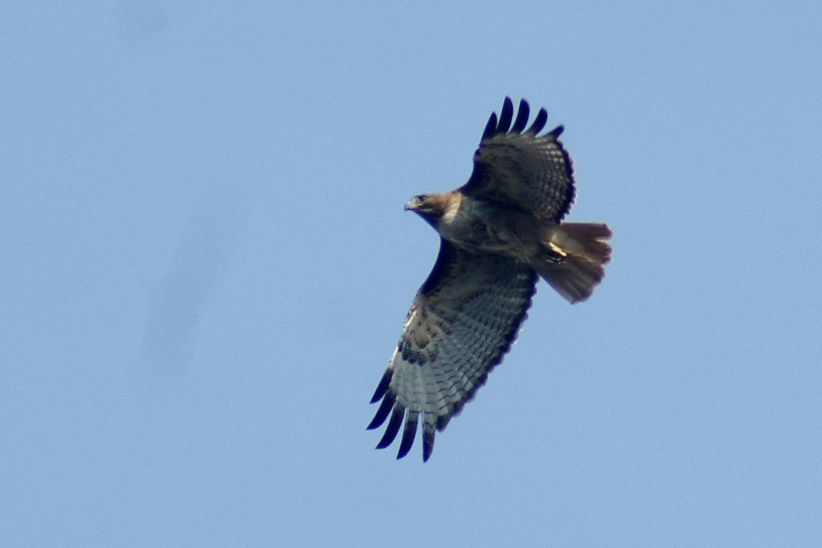 Red-tailed Hawk - ML158488231
