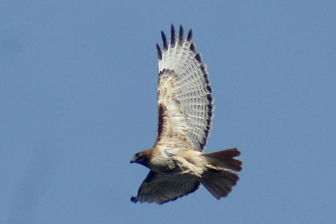 Red-tailed Hawk - ML158488241