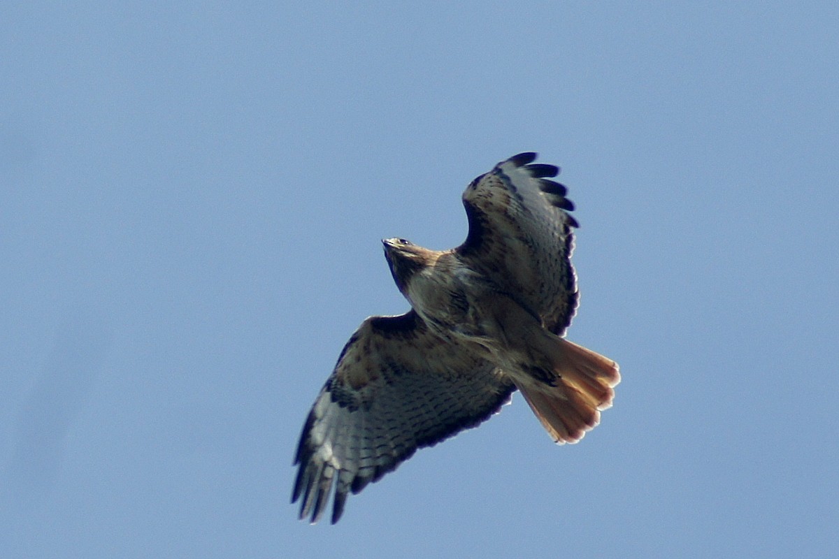 Red-tailed Hawk - ML158488251