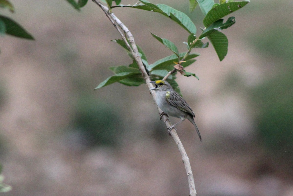 Yellow-browed Sparrow - David Riaño Cortés