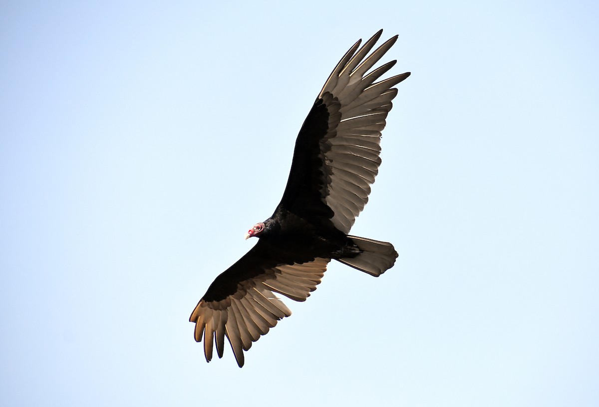 Turkey Vulture - Romel Romero
