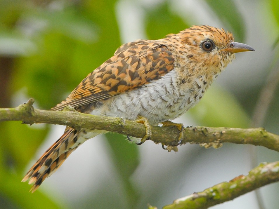 Plaintive Cuckoo - Anonymous