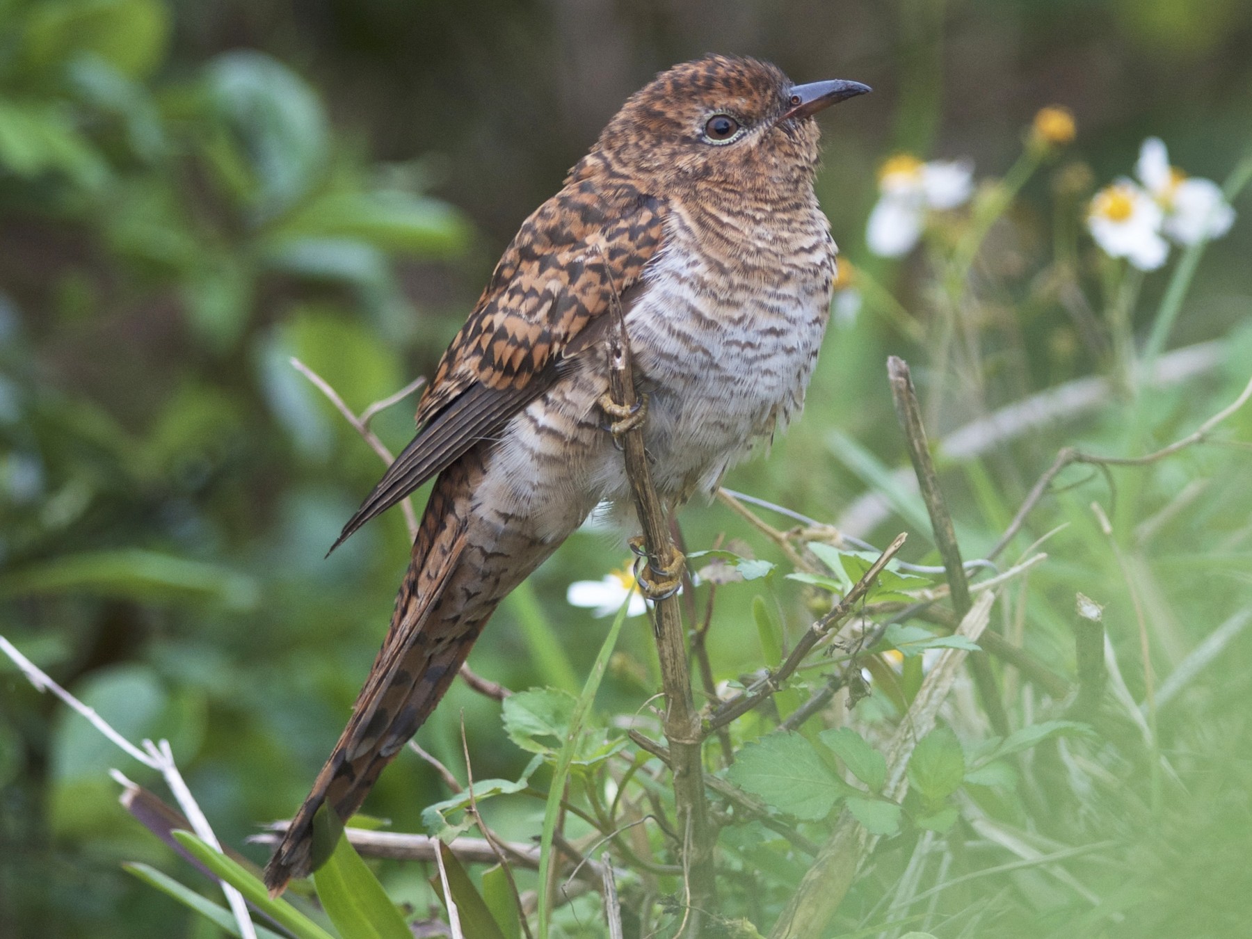 Plaintive Cuckoo - Chun-Chieh Liao