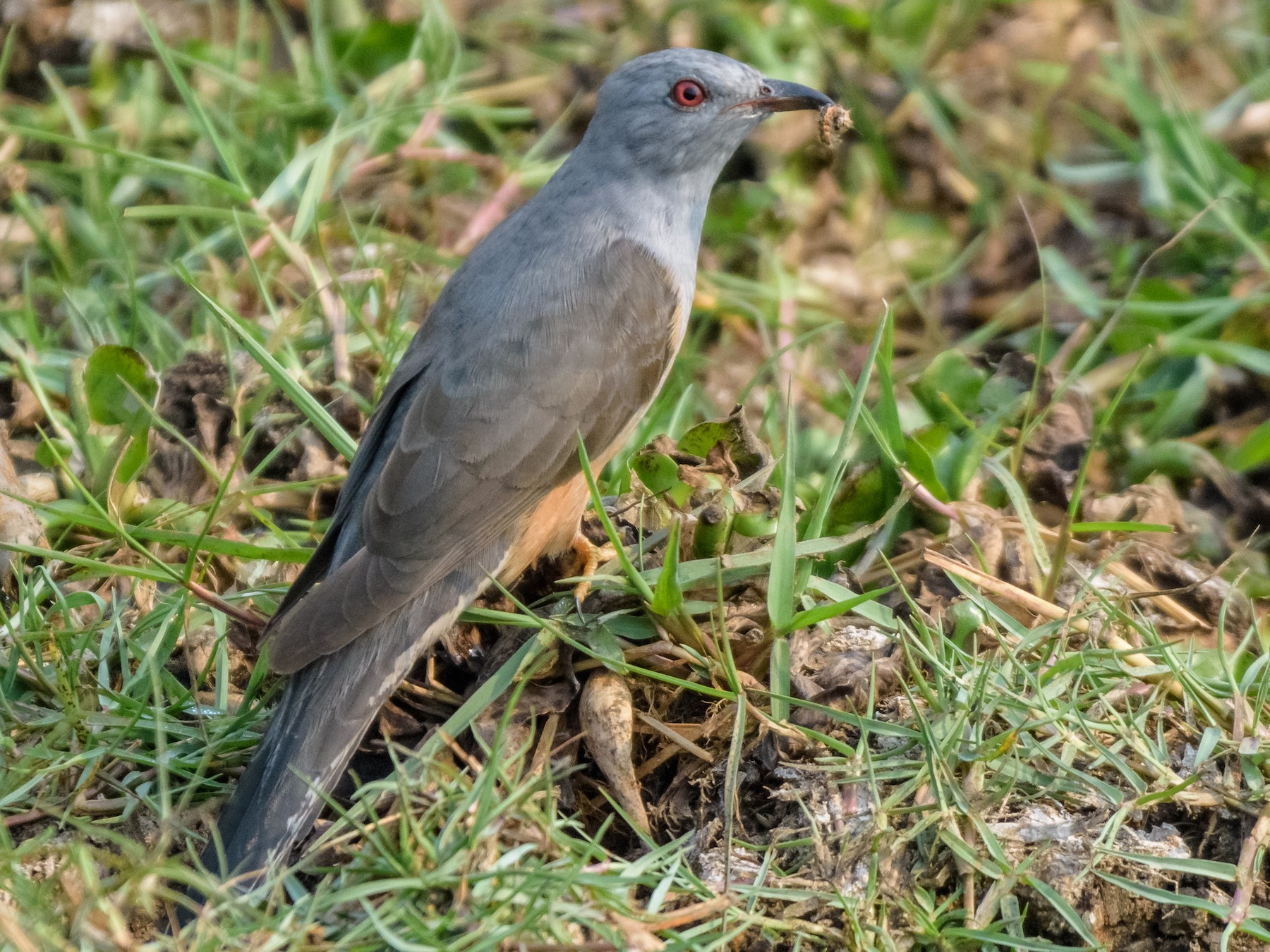 Plaintive Cuckoo eBird