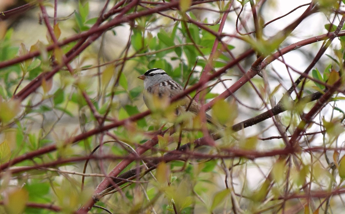 White-crowned Sparrow - ML158496011