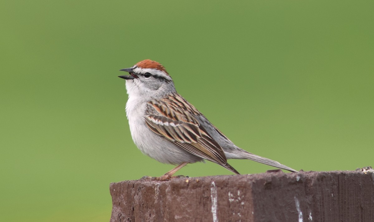 Chipping Sparrow - ML158496041