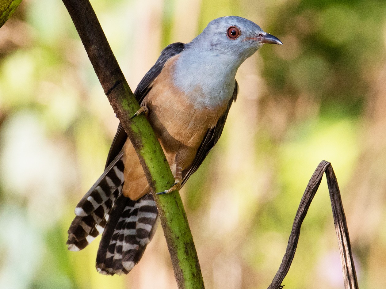 Plaintive Cuckoo - Zhong Ying Koay