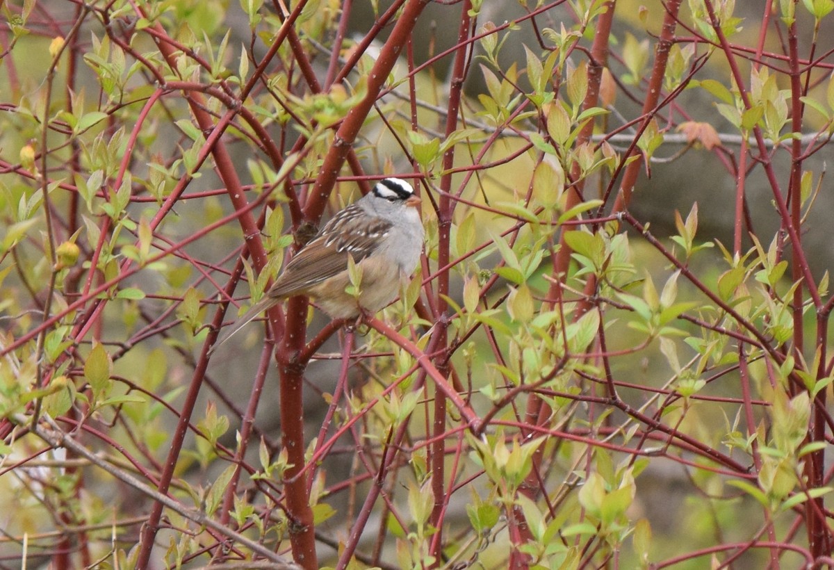 White-crowned Sparrow - ML158496191