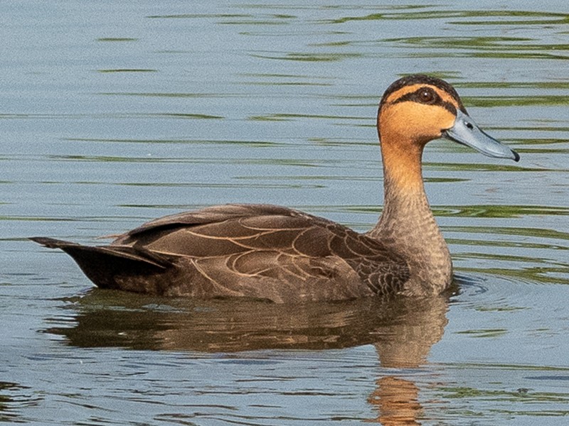 Philippine Duck - Anas luzonica - Birds of the World