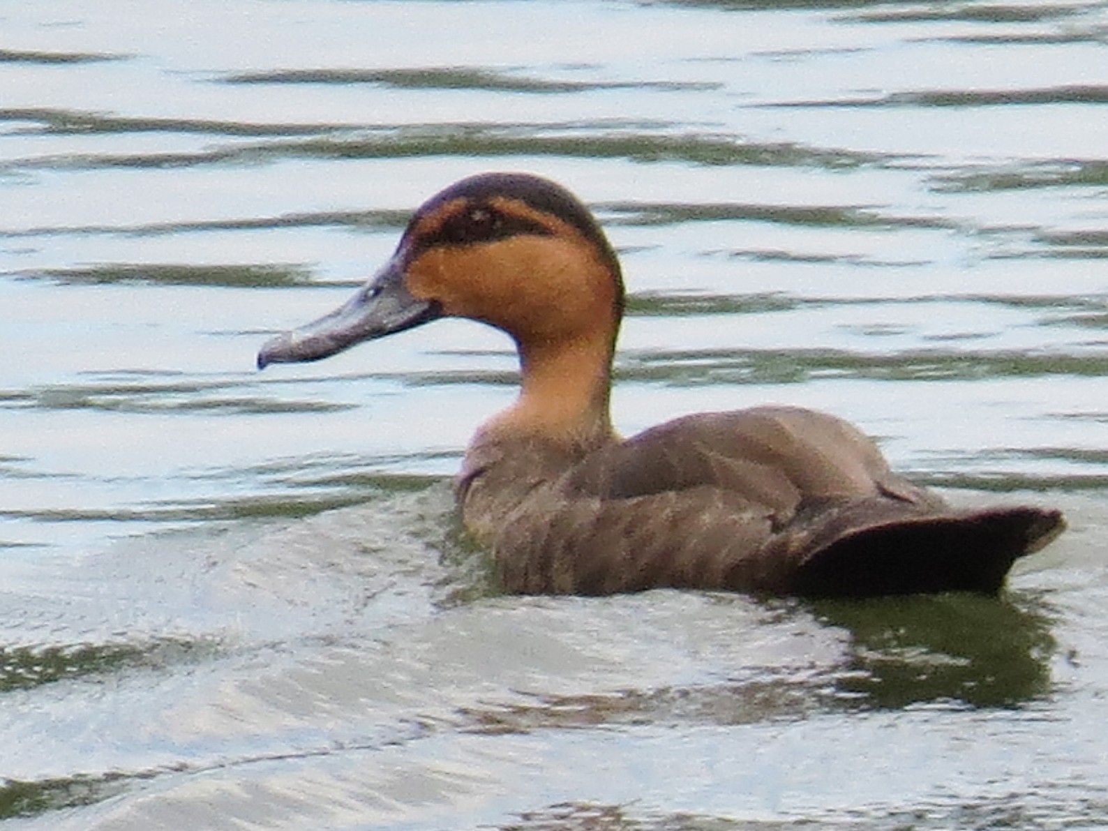 Philippine Duck - Profile | Traits | Facts | Threats | Breeding - BirdBaron