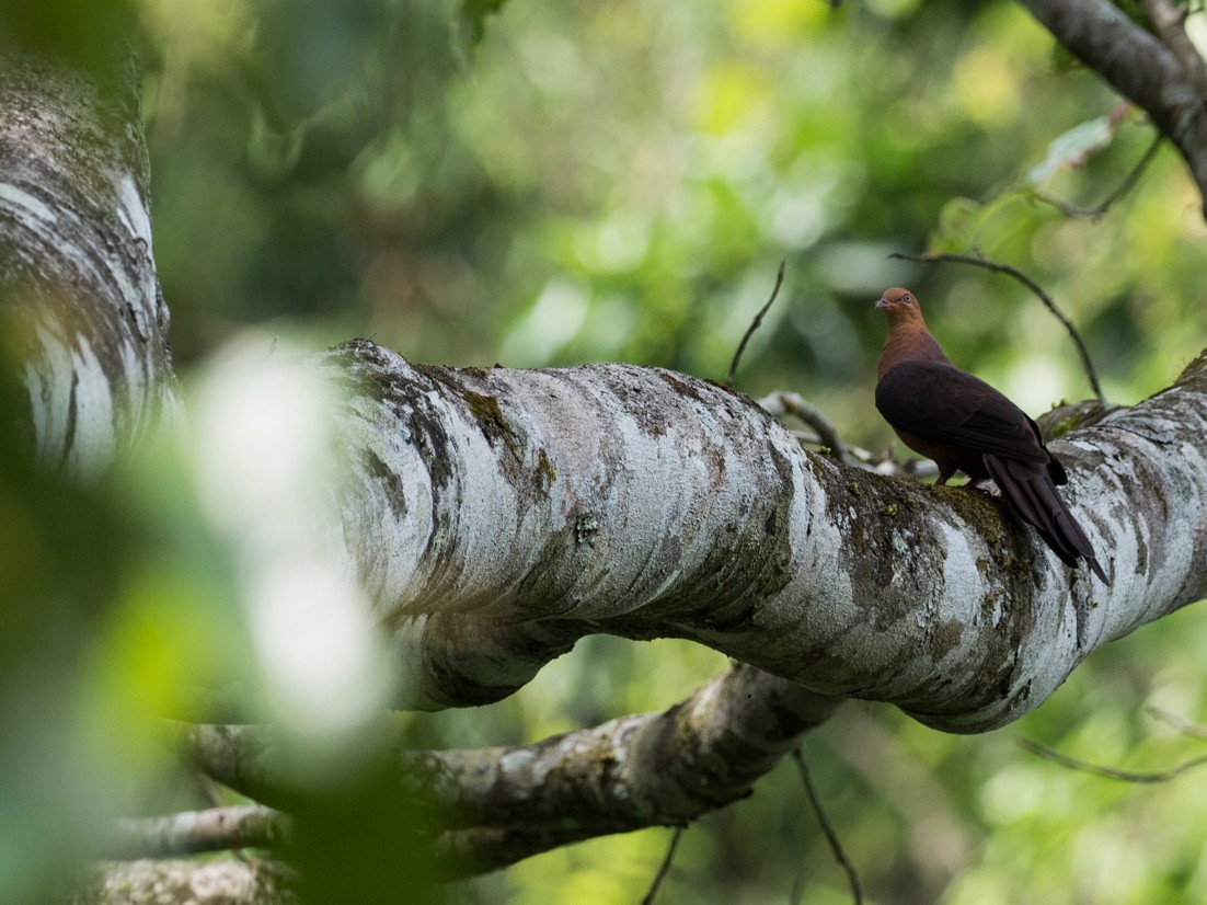Philippine Cuckoo-Dove - Forest Botial-Jarvis