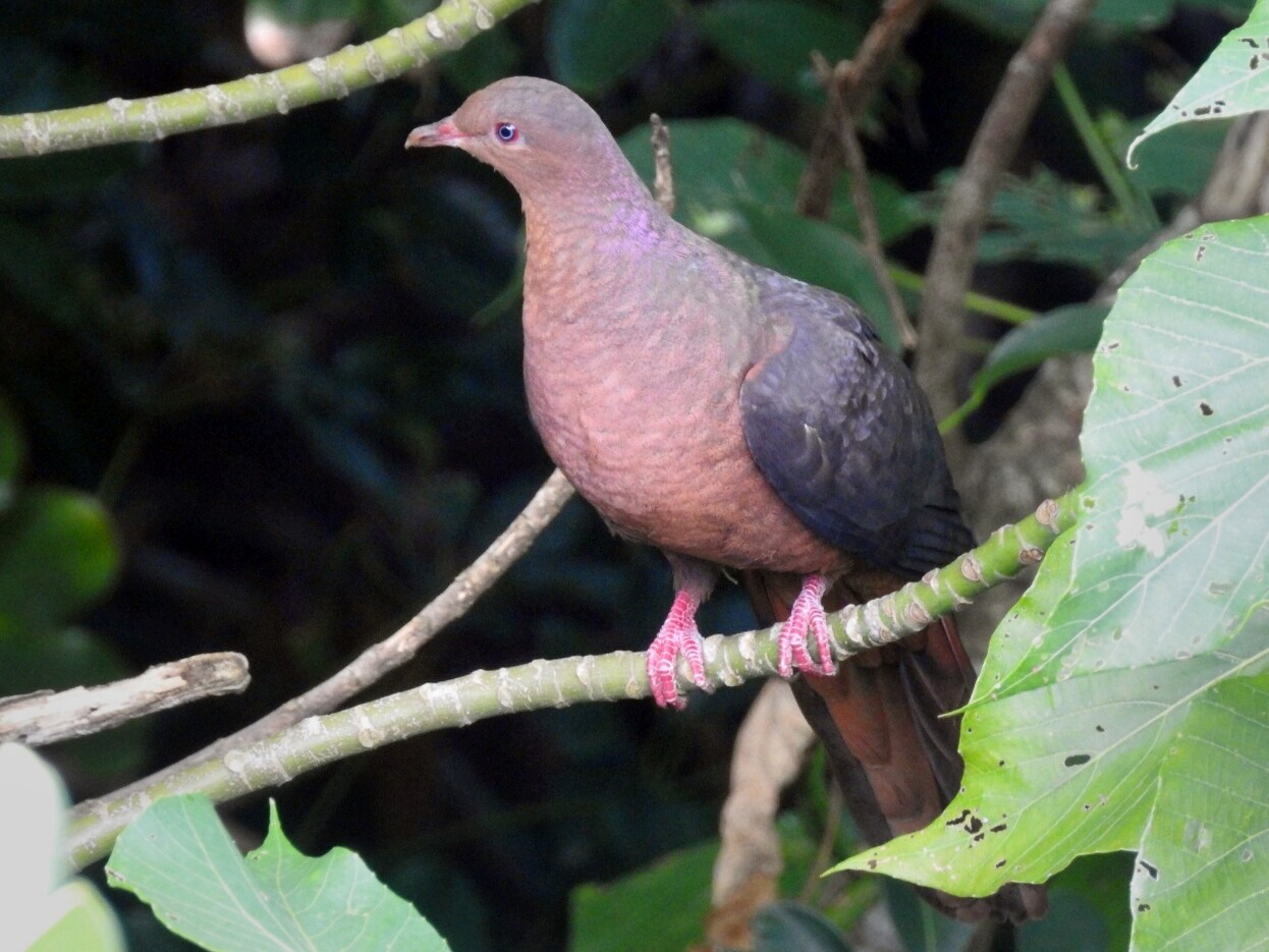 Philippine Cuckoo-Dove - Somkiat Pakapinyo