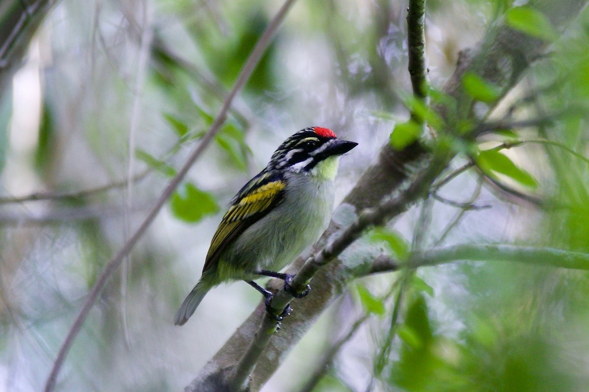 Red-fronted Tinkerbird - Krista Oswald