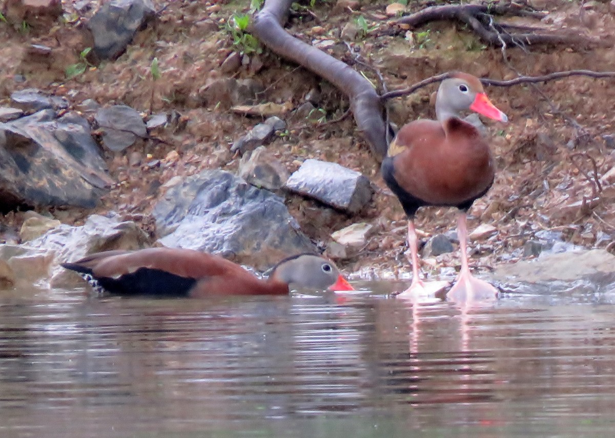 Black-bellied Whistling-Duck - Patricia and Richard Williams