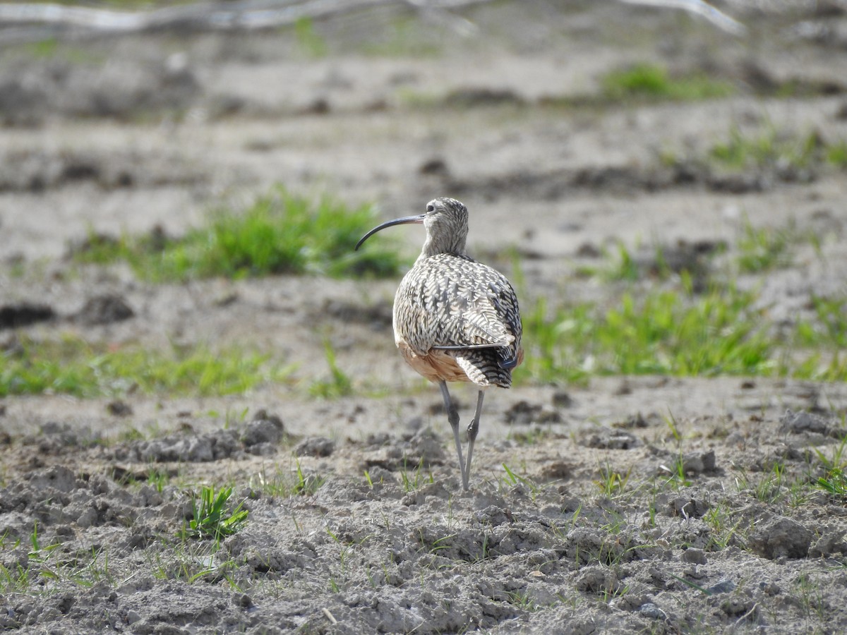 Long-billed Curlew - Shane Sater