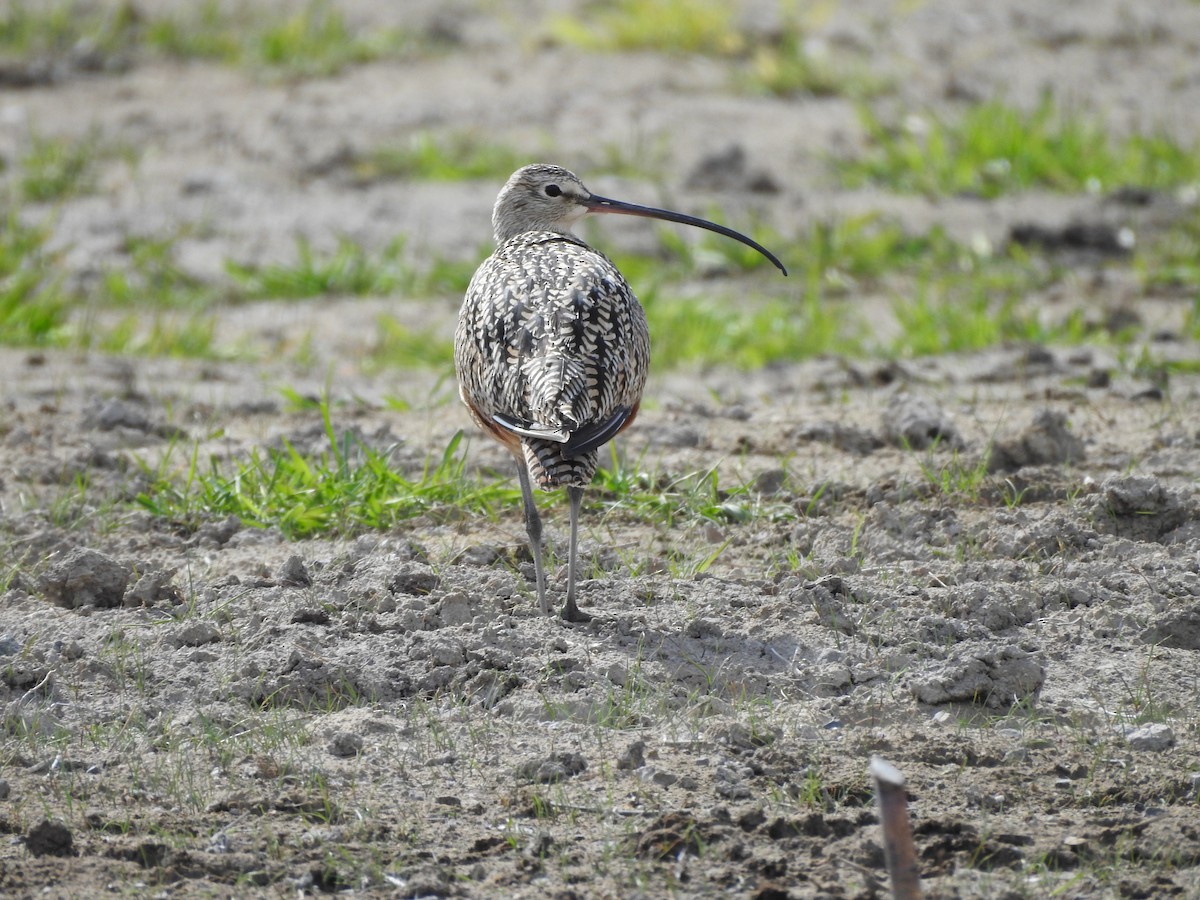 Long-billed Curlew - ML158498731