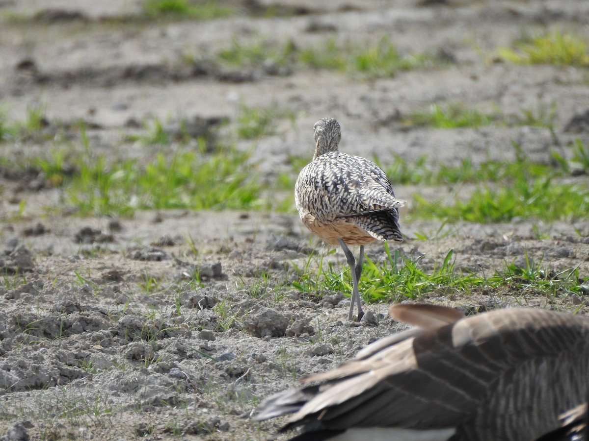 Long-billed Curlew - ML158498761