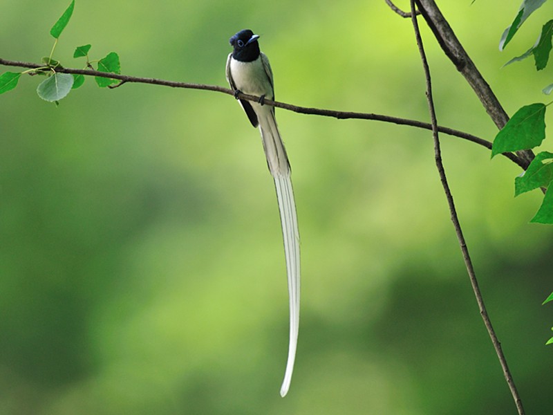 Amur Paradise-Flycatcher - Terpsiphone incei - Birds of the World