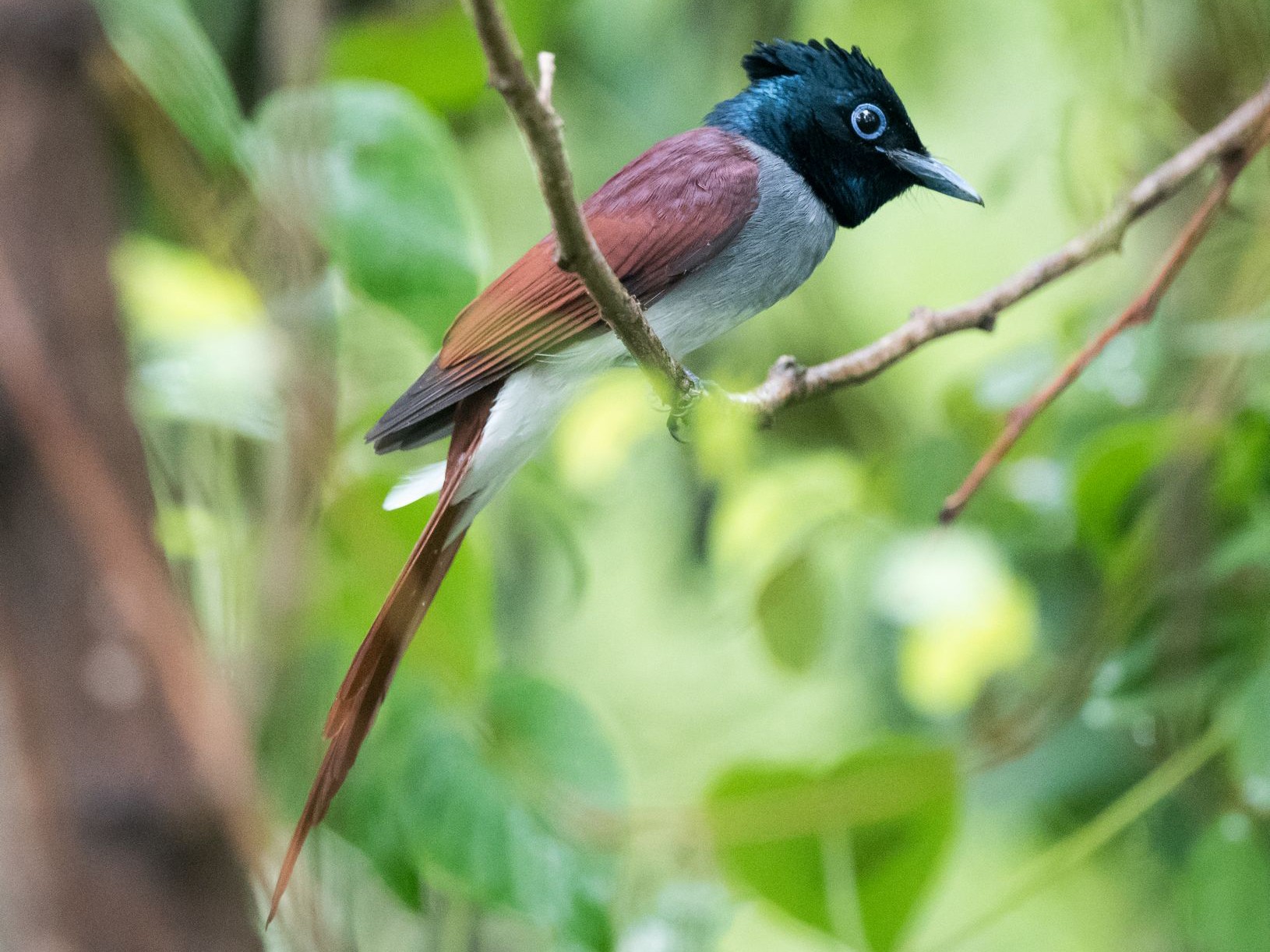 Amur Paradise-Flycatcher - Kai Pflug