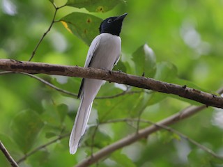 Амурская райская мухоловка - eBird