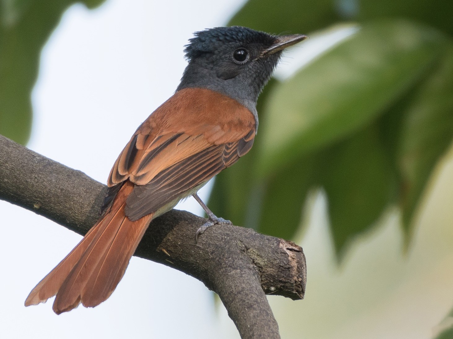 Amur Paradise-Flycatcher - Eyzat Amer