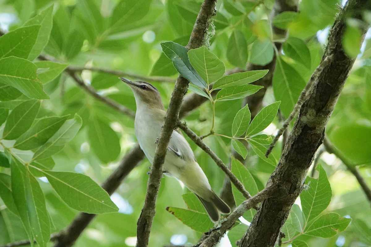 Red-eyed Vireo - Mark Terry
