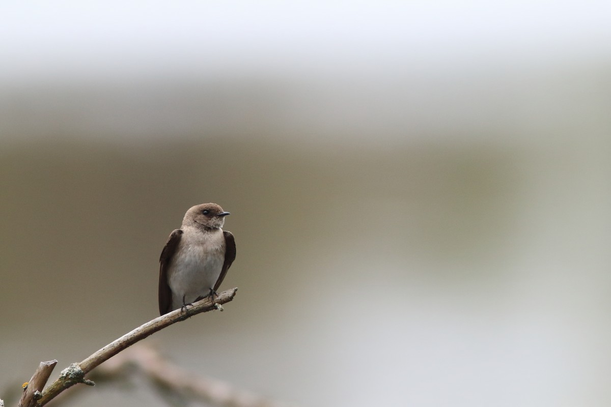 Northern Rough-winged Swallow - ML158502011