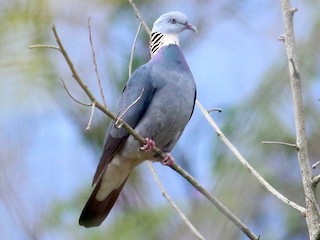  - Ashy Wood-Pigeon