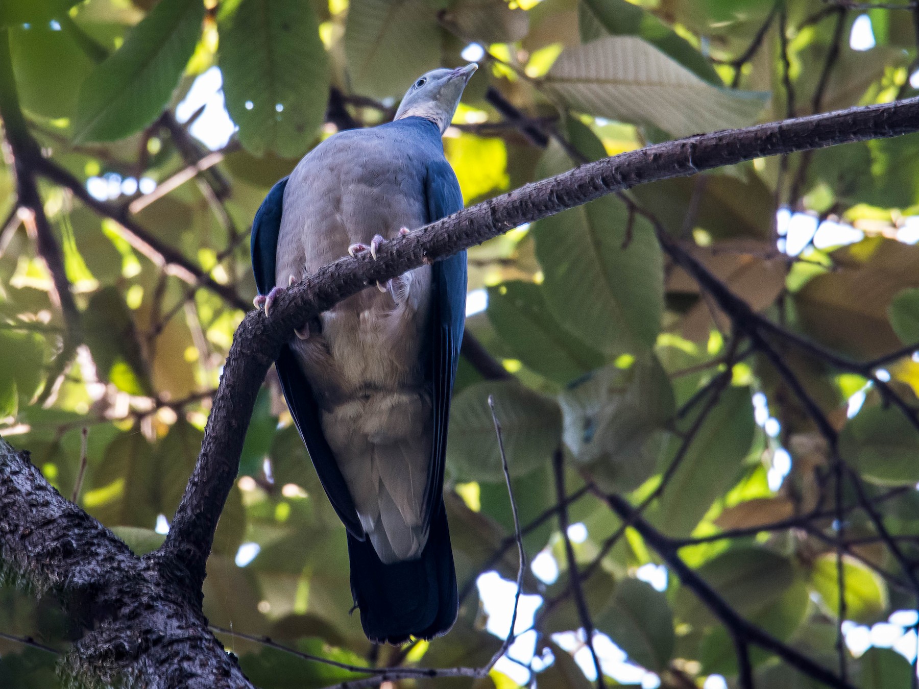 Ashy Wood-Pigeon - Pratap Gurung