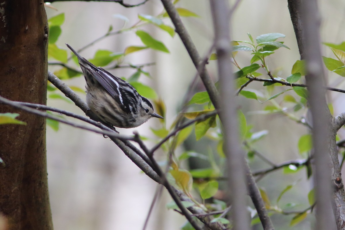 Black-and-white Warbler - ML158502161