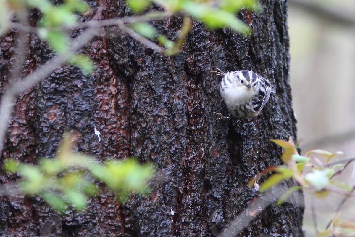 Black-and-white Warbler - ML158502181