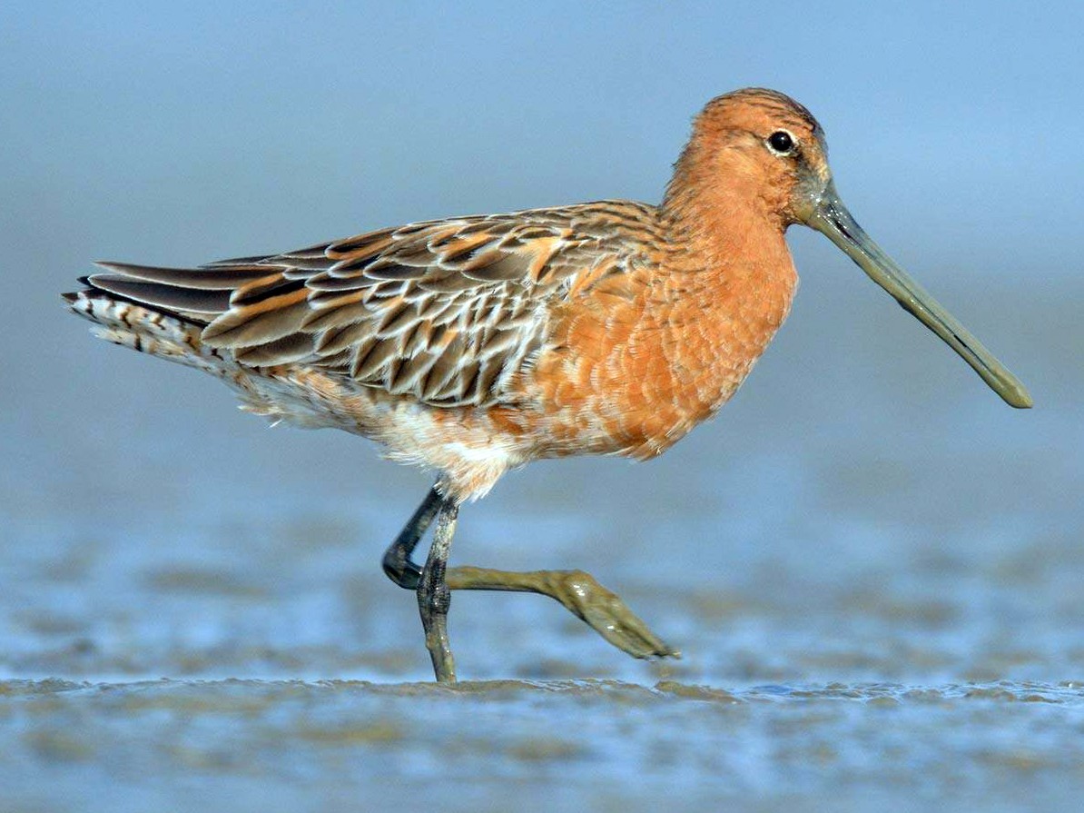 Asian Dowitcher - Limnodromus semipalmatus - Birds of the World