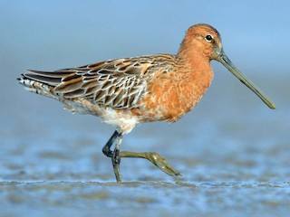 繁殖期の成鳥 - Khemthong Tonsakulrungruang - ML158502221