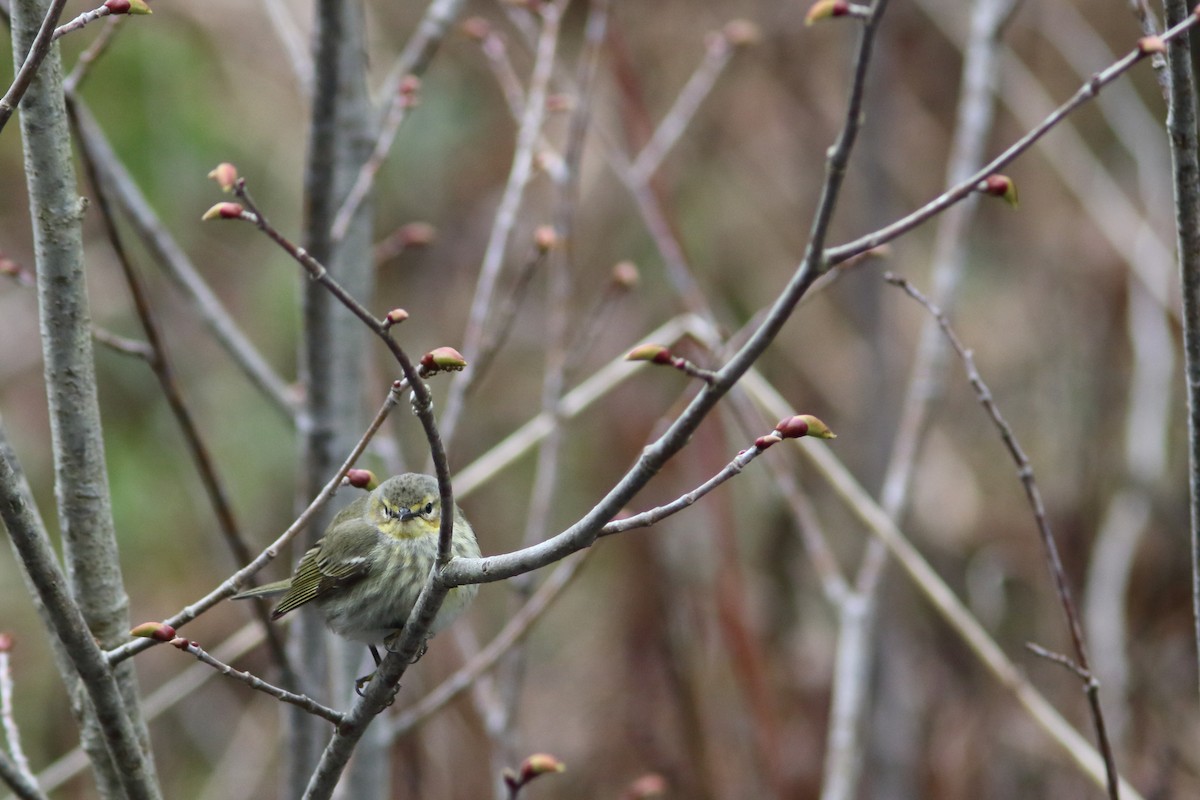 Cape May Warbler - ML158502381