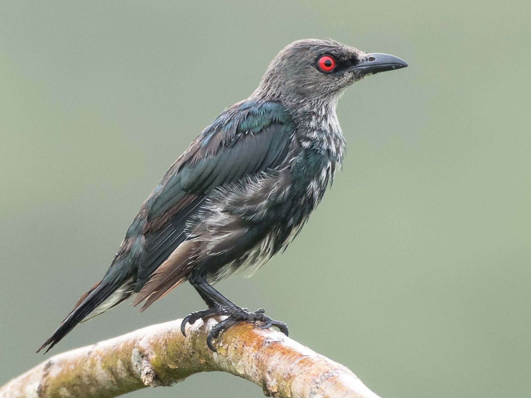 Asian Glossy Starling - Hong Yao Lim