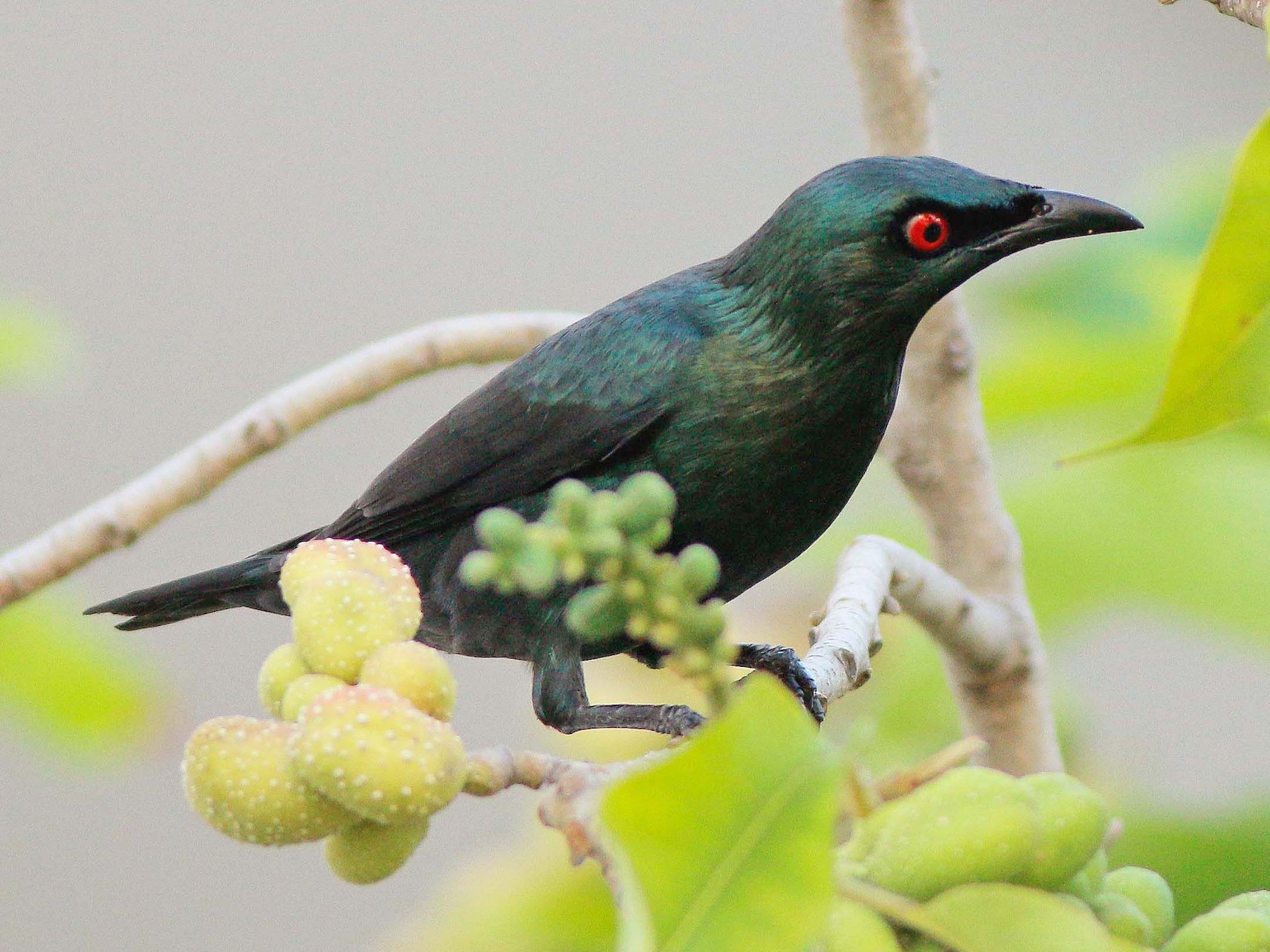 Asian Glossy Starling - Neoh Hor Kee