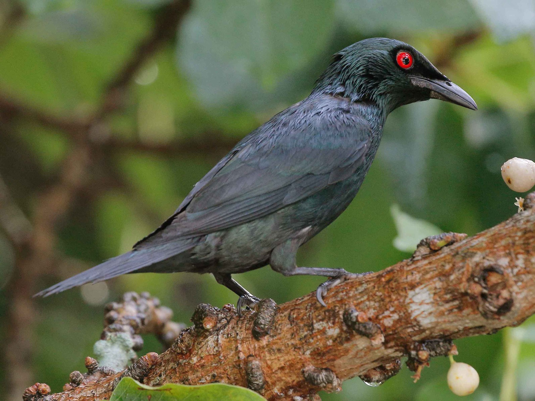 Asian Glossy Starling - Neoh Hor Kee