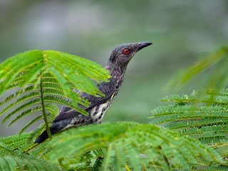 Молодая птица - Liu JYUN-FU - ML158502481