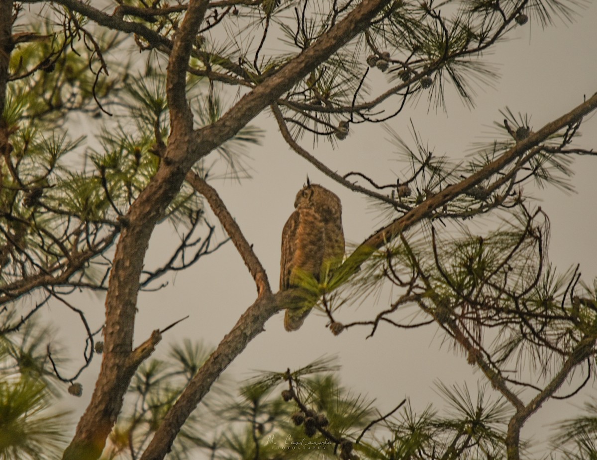 Great Horned Owl - ML158502901