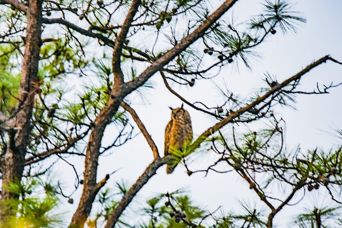Great Horned Owl - ML158502911