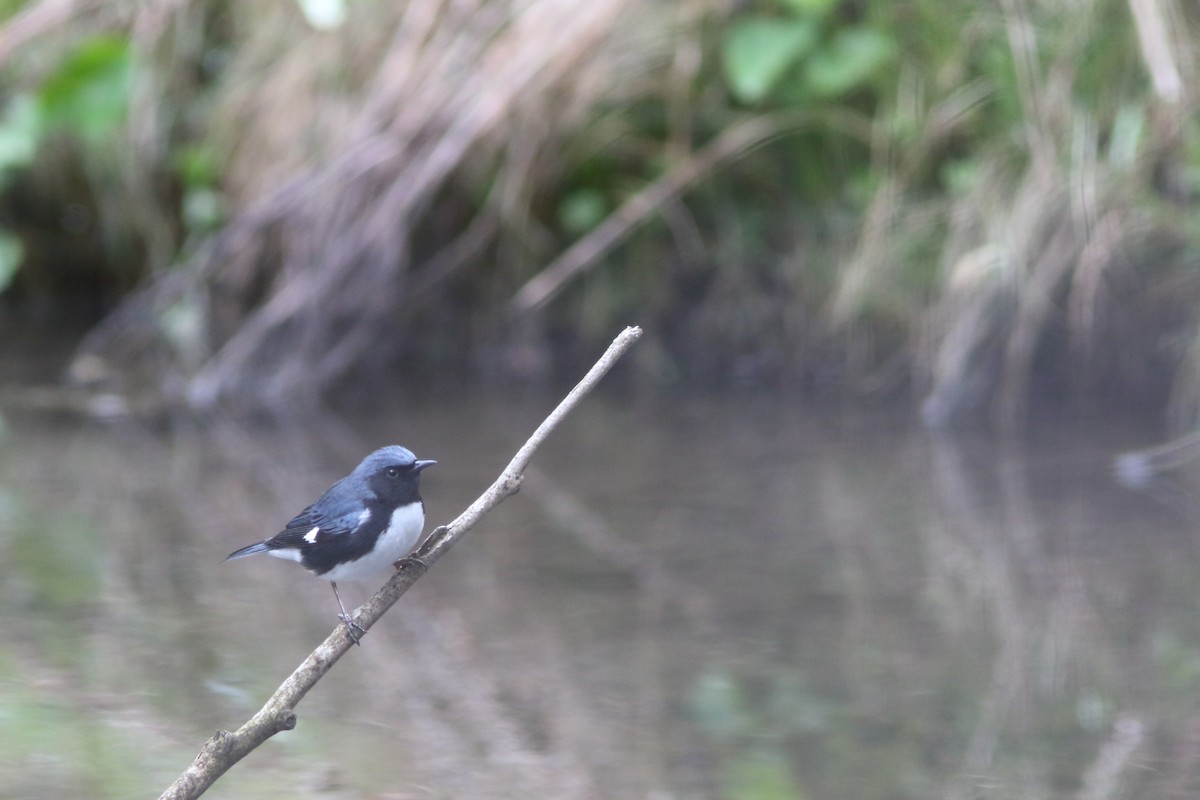 Black-throated Blue Warbler - ML158502981